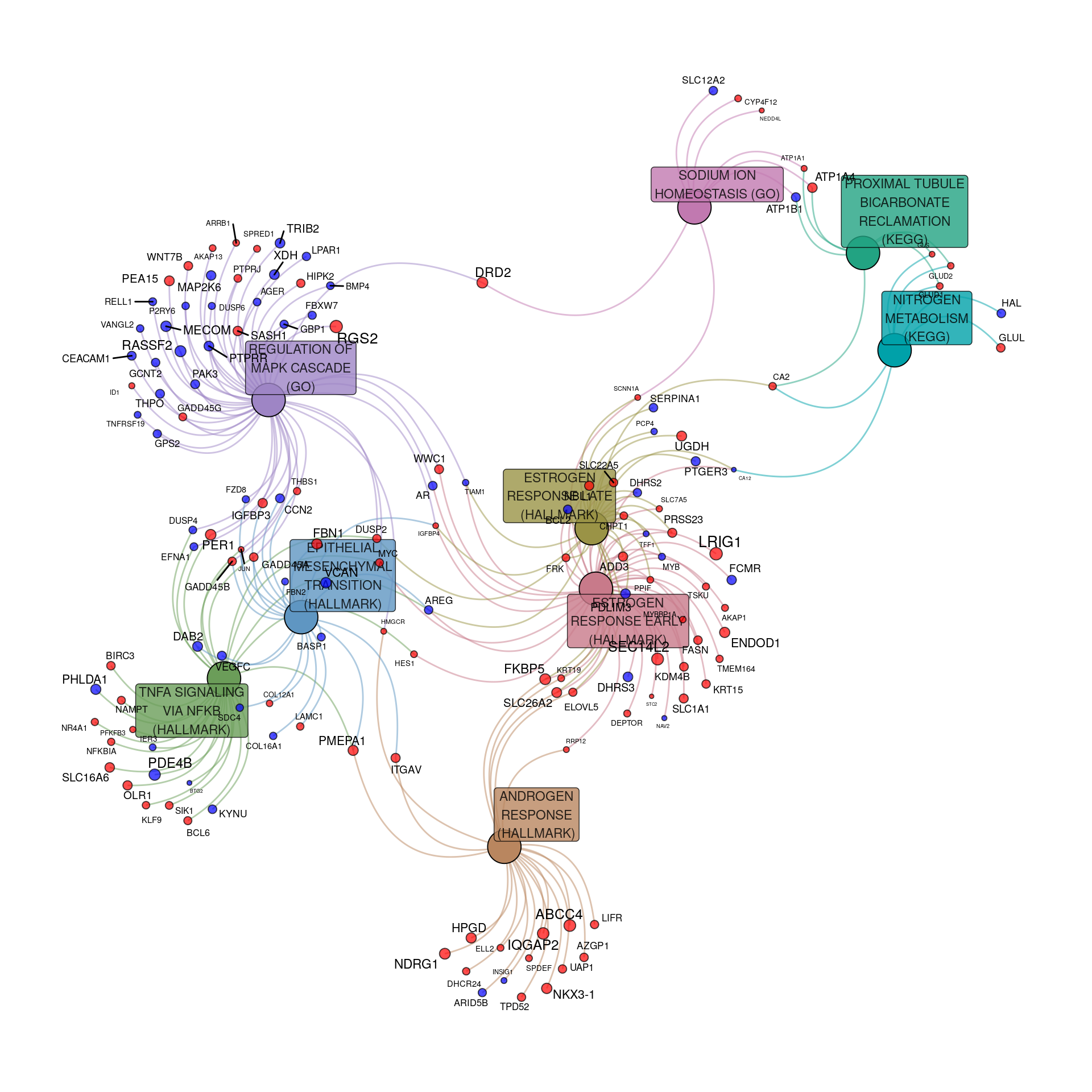 *Pathway & process-related gene-sets enriched within the DE genes to an FDR of 0.01. Up-regulated genes are shown in red, with down-regulated in blue. For genes, node and label size are proportional to the extent of the estimated fold-change.*